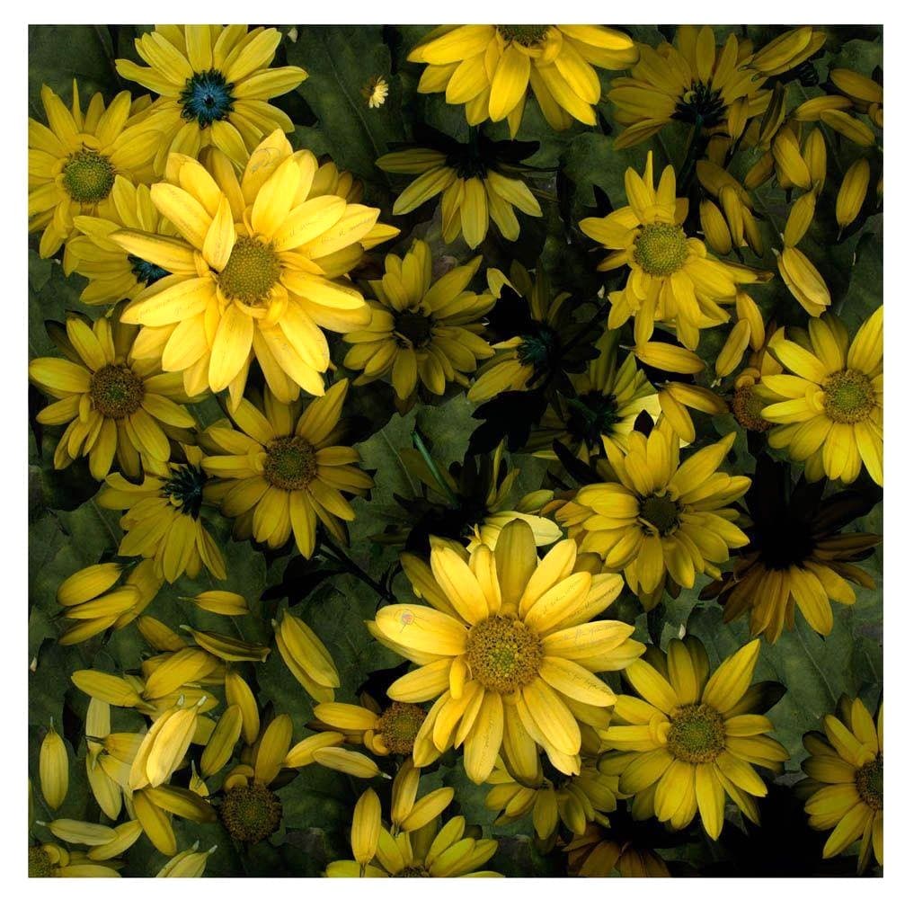 “flor silvestre, amarilla”.